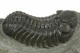 Detailed Morocops Trilobite - Ofaten, Morocco #345187-2